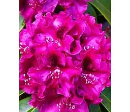 Саджанець Agro-Market Рододендрон вічнозелений Olin O Dobbs (Олін Про Доббс) (120478) 1 шт. в упаковці