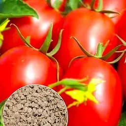 Томат "Одеська сливка" ТМ "Весна"  1г (52196)