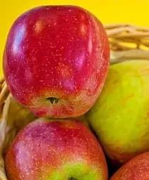 Саджанець Agro-Market Яблуня Флоріна (зимовий сорт, пізній термін дозрівання) 1 шт. в упаковці (15758)