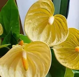 Саджанець Agro-Market Антуріум (Anthurium) Vanilla (144915) 1 шт. в упаковці (кімнатний)