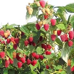 Саджанець Agro-Market Малинове дерево Вогняний опал (Fire opal) 1 шт. в пакуванні (103443)