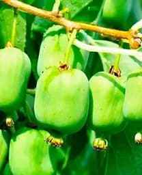 Саджанець Agro-Market Актинідія Київська великоплідна (міні-ківі, морозостійкий сорт, пізній термін дозрівання) (44815) 1 шт. в упаковці - мініатюра 2