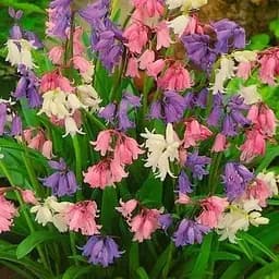 Гиацинтоидес "Смесь" (размер 6/7, большой) 5 шт (17296)