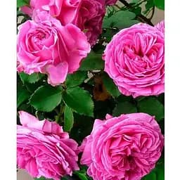 Роза в контейнере плетиста "Pink Mushimara" (саженец класса АА+) (152603) 1 саженец