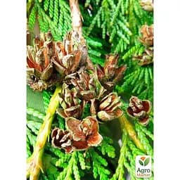 Саджанець Agro-Market Туя складчаста Irish Gold контейнер P9 (176612) - мініатюра 4