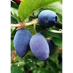 Саджанець Agro-Market Жимолость Морена (ранній термін дозрівання, ягоди з куща не обсипаються) 1 шт. в упаковці (43974)