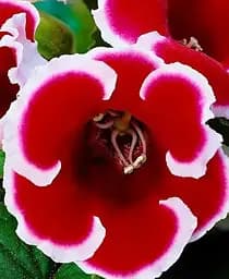 Бульба Agro-Market Глоксинія Kaiser Friedrich 1 шт. в упаковці (19648)