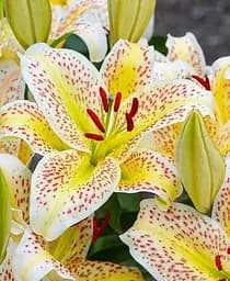 Луковица Agro-Market Лилия Тигровая Tigermoon 1 шт. в упаковке (49580)