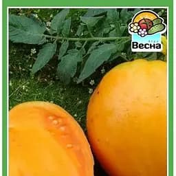 Насіння Весна Томат Медовий спас 0.1 г (15511)