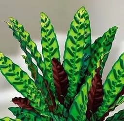 Саджанець Agro-Market Калатея Lancifolia висота 45-55 см (176498) 1 шт. в упаковці (кімнатний)