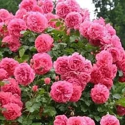 Роза плетистая Agro-Market Парад саженец класса АА+ высший сорт 1 шт. в упаковке (52744)