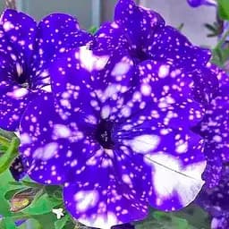 Петуния "Night Sky" (контейнер №10 высота 10-15см) (185758) 1 саженец
