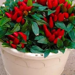 Перец комнатный "Yvonne" острый (съедобный, декоративный) (100204) 1 саженец в упаковке