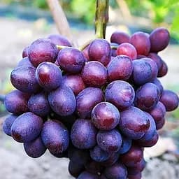 Саженец Agro-Market Виноград Памяти Учителя (самый ранний срок созревания, ягоды не трескаются и очень большие) 1 шт.