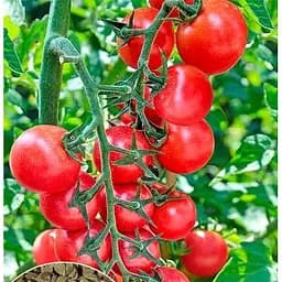 Семена Весна Томат Агата 0.2 г (18977)