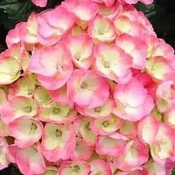 Гортензія квітуча крупнолистна "Рембранд Дольче чик" (Hydrangea macrophylla Rembrandt Dolce Chic) вазон С1,5 (184874) 1 саженец