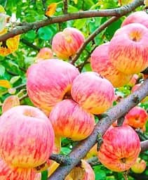 Саджанець Agro-Market Яблуня Світанок Млієва (літній сорт, ранній термін дозрівання) 1 шт. в упаковці (178451)