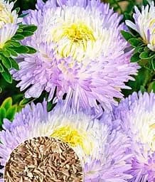 Насіння Весна Айстра Сива пані фіолетова (Зипер) 0.5 г (23198)