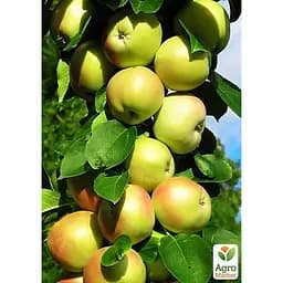 Саджанець Agro-Market Яблуня колоновидна Болеро укорінена в контейнері (саджанець 2 роки) (153133) - мініатюра 4