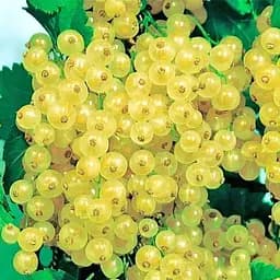 Саженец Agro-Market Смородина белая Версальская ранний срок созревания, высокоурожайный сорт) 1 шт. в упаковке (178543)