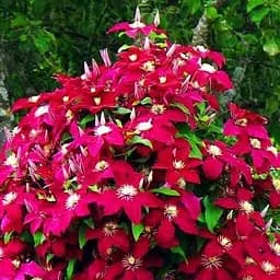 Саджанець Agro-Market Клематис Niobe (повторноквітучий сорт) (15873)