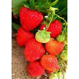 Саджанець Agro-Market Полуниця Альба (Alba) 5шт (ранній термін дозрівання, високопродуктивний сорт) (25717)