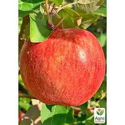 Саджанець Agro-Market Яблуня Камео укорінена в контейнері (саджанець 2 роки) (180488) - мініатюра 4