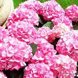 Саженец Agro-Market Гортензия крупнолистая малиновая Сладкая мечта (Sweet dream) (24575)