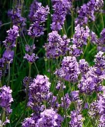 Лаванда Agro-Market Munstead англійська 2-річна 20-30 см з Нідерландів 1 саджанець в упаковці (185116)