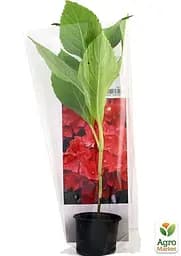 Саджанець Agro-Market Гортензія крупнолиста рубіново-червона Фламенко (преміальний, невибагливий сорт) (48084) - мініатюра 2
