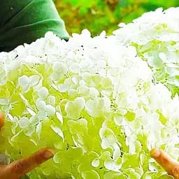 Саженец Agro-Market Гортензия древовидная крупноцветная Стронг Анабель (Hydrangea arborescens Strong Annabelle) (64495)