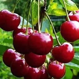 Саджанець Agro-Market Вишня Шпанка NEW (47076) 1 шт. в упаковці