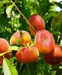 Саджанець Agro-Market Інжирний персик Світ Кап (літній сорт, середньо-пізній термін дозрівання) 1 шт. в упаковці (101885)