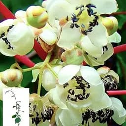 Ківі чоловічий запилювач "Мальбек" укорінений у контейнері (саджанець 2 роки) (153308) 1 саджанець в упаковці