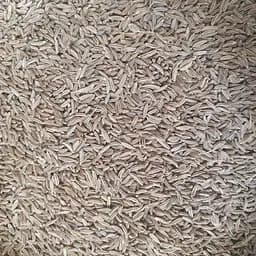 100 г тмин обыкновенный (плоды/семена сушеные) – свежий урожай