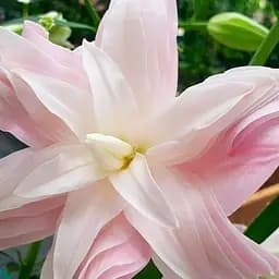 Лілія Махрова "Lotus Breeze" (61622) 1 шт
