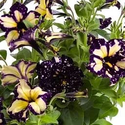 Петуния Happytoonia "Starry Blue" (116321) 1 саженец