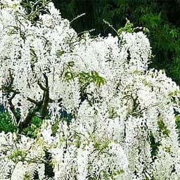 Саджанець Agro-Market Гліцинія біла Білі ночі (White Nights) (38035)