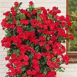 Роза плетистая Agro-Market Амадеус саженец класса АА+ высший сорт 1 шт. в упаковке (52743)