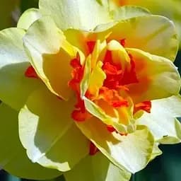 Нарцисс "Tahitii" 2 шт (17165)