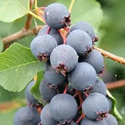 Саженец Agro-Market Ирга 2-летняя вильхолистая Amela (укорененная в контейнере) 1 шт. в упаковке (183344)