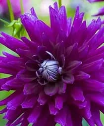 Бульба Agro-Market Жоржина Purple Gem 1 шт. в упаковці (49601)