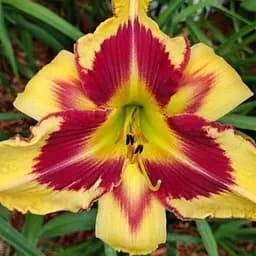 Цибулина Agro-Market Лілійник Bonanza 1 шт. в упаковці (21324)