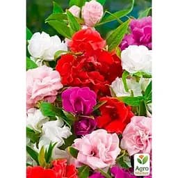 Бальзамин смесь (Зипер) Весна 1г (12087)