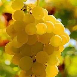 Саджанець Agro-Market Виноград Аліготе (французький винний сорт) 1 шт. в пакуванні (53456)