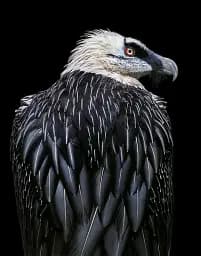 Birds. Photographs - мініатюра 8
