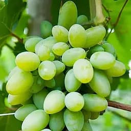 Саженец Agro-Market Виноград Богатяновский (ранне-средний срок созревания) 1 шт. в упаковке (20039)