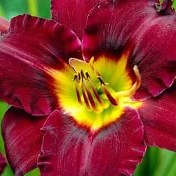 Саженец Agro-Market Лилейник Bela Lugosi 1 шт.