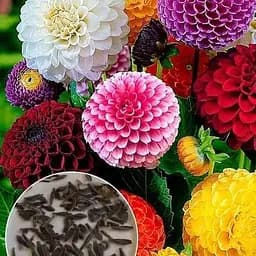 На вес Георгина Весна Помпон 1 г (50056)