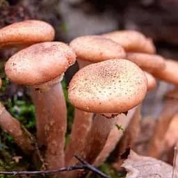 Міцелій на дубових брусочках "Опеньок північний" 10шт (45265)